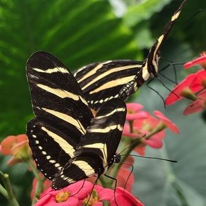 Meet your Posher, Tessa